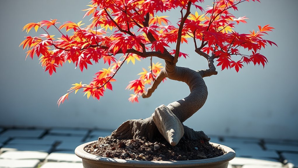 japanese maple bonsai growth rate