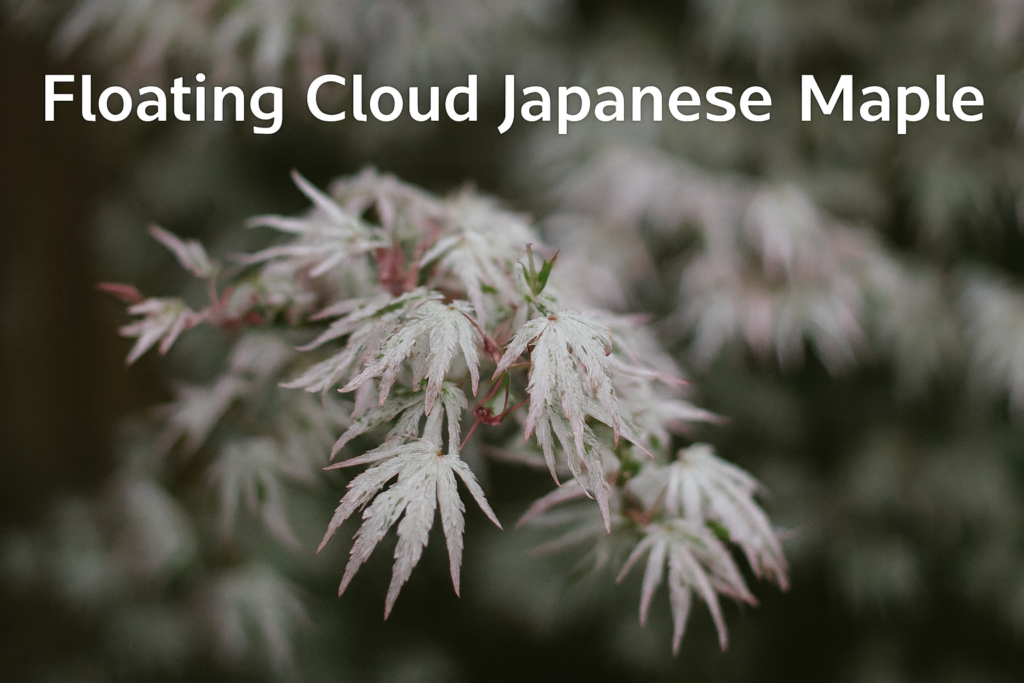 floating clout japanese maple