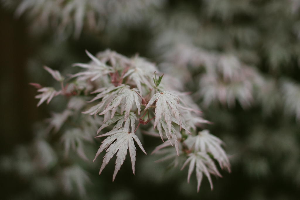 ukigumo japanese maple for sale