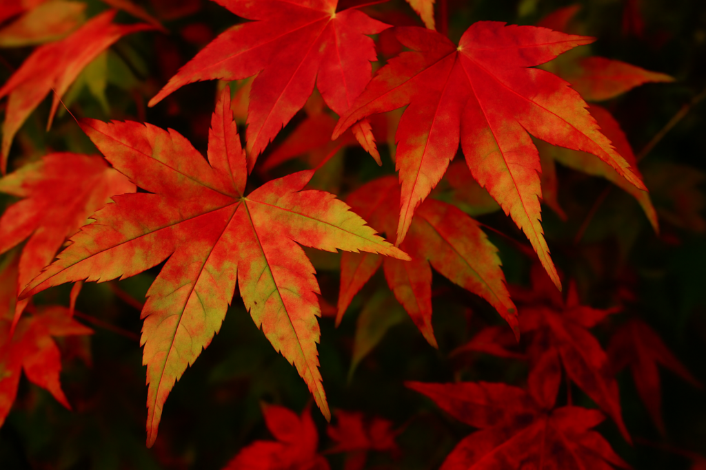 osakazuki japanese maple tree for sale review